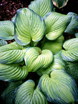 Hosta Guacamole